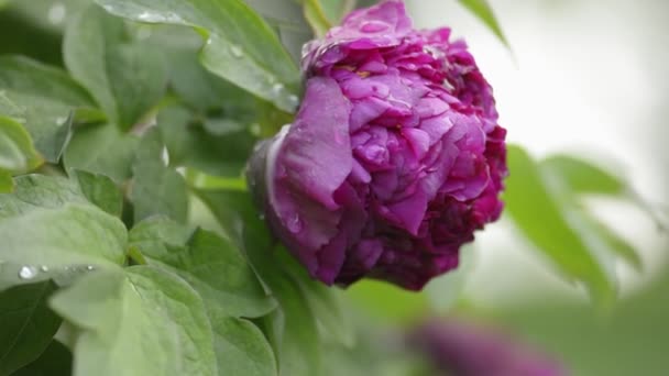 Púrpura flor de peonía después de la lluvia — Vídeos de Stock