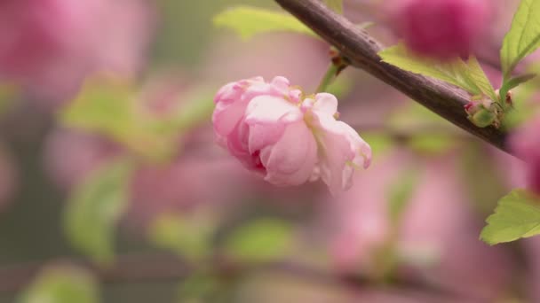 Prunus triloba "Multiplex" in bloei — Stockvideo