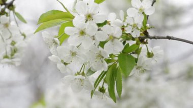 İlkbaharda açan kiraz ağaçları