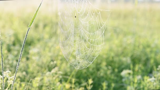 Telaraña en el prado de verano — Vídeos de Stock