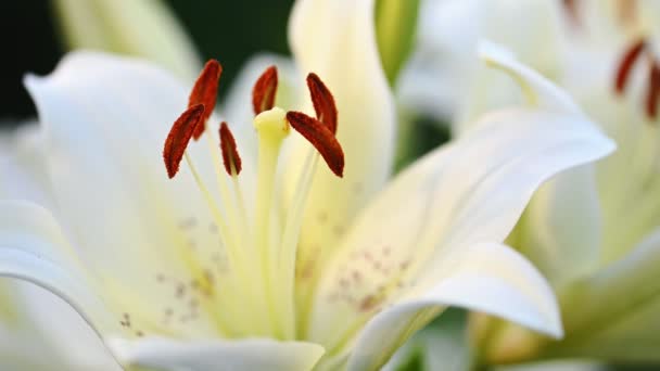 Giglio bianco fiore in giardino — Video Stock