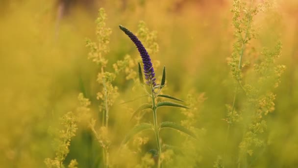 Verónica longifolia en el prado — Vídeos de Stock