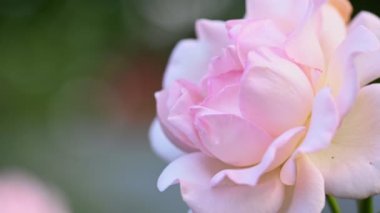 Bahçede pembe beyaz gül