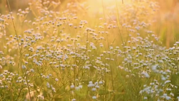 Daisy pchli wschód słońca lato tło — Wideo stockowe