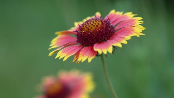 Indická přikrývka květ Gaillardia pulchella — Stock video