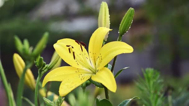 Giallo giglio fiori giardino sfondo — Video Stock