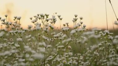 Kadınların elleri yabani çiçeklere dokunuyor