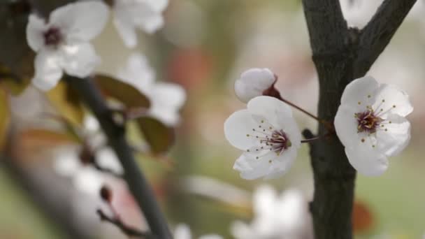 Bunga putih di pohon buah — Stok Video