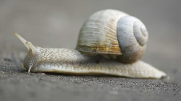 常见花园蜗牛宏观视图 — 图库视频影像
