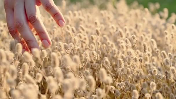 Womans tangan membelai rumput berbulu — Stok Video