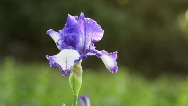 Violet iris flower in bloom — Stock Video