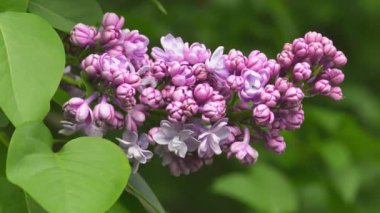 Güzel leylak çiçek açan doğal arka plan.