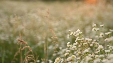 Kadınların elleri yabani çiçeklere dokunuyor