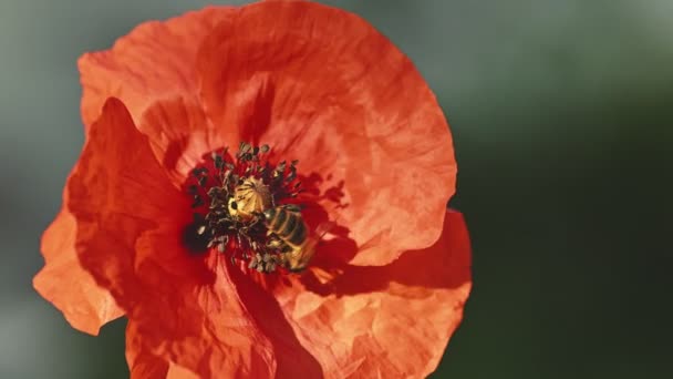 Bee pollinating red poppy flower — Stock Video