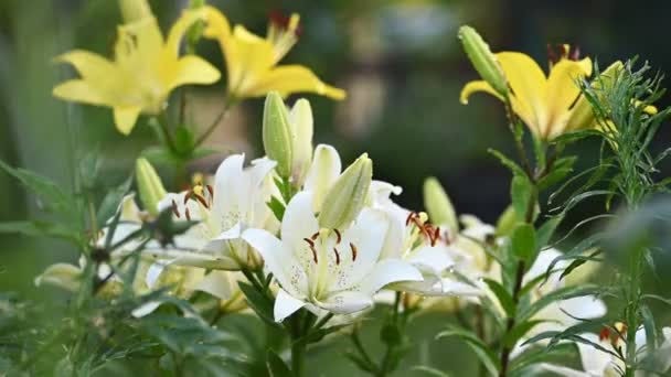 Weiße und gelbe Lilienblüten beim Gießen — Stockvideo