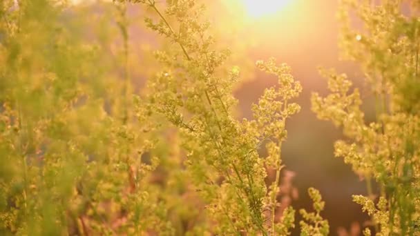 Flores silvestres amarelas Galium verum — Vídeo de Stock