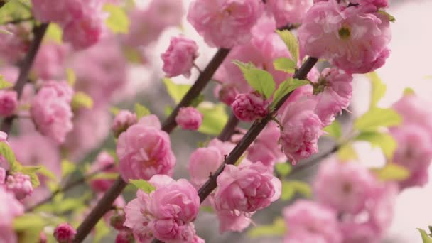Prunus triloba "Multiplex" en flor — Vídeo de stock