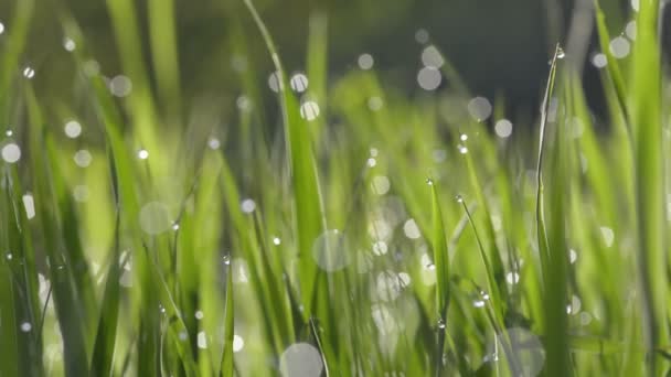 Grünes Gras mit Wassertropfen — Stockvideo