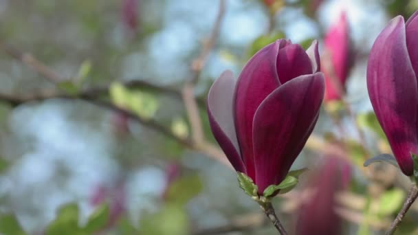 Lila magnolia blommor våren blomma — Stockvideo