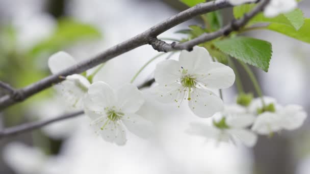 Třešně kvetoucí na jaře — Stock video