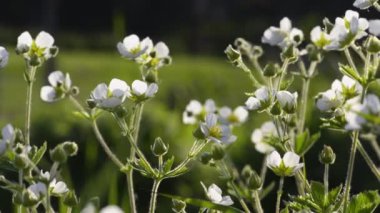Bahar beyaz çiçekleri doğal arkaplan