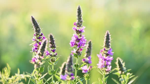 Růžová louka květiny Veronica longifolia — Stock video