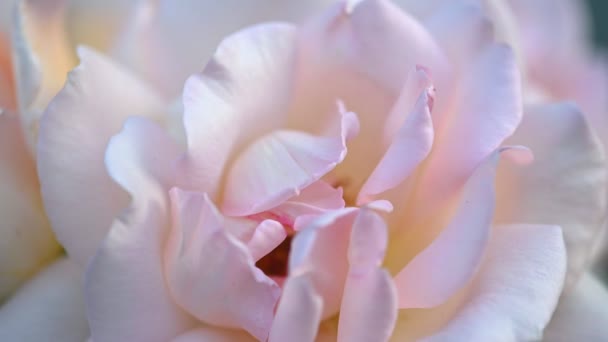 Pinkish white rose in garden — Stock Video