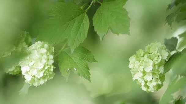 Білі кулясті квіти снігового дерева — стокове відео