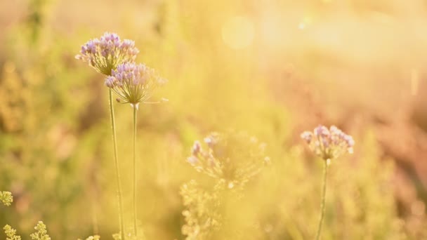 Sommerwiese in der Sonnenaufgangssonne — Stockvideo