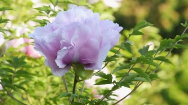 Pembemsi beyaz şakayık çiçeği arka planı