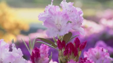 Çiçekli güzel somon pembe rhododendronlar