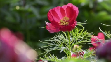 Kırmızı açan bahar çiçeği arka planı