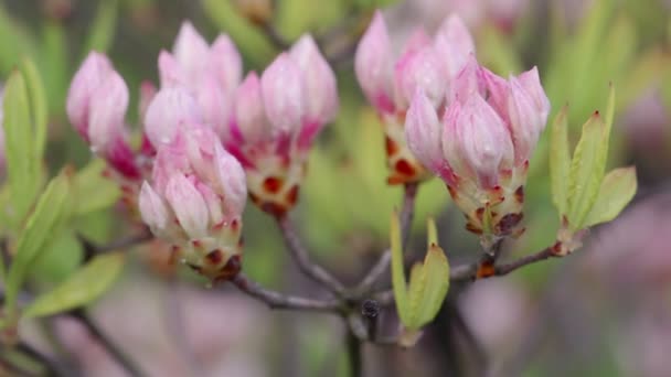 Rózsaszín virágok a kertben — Stock videók