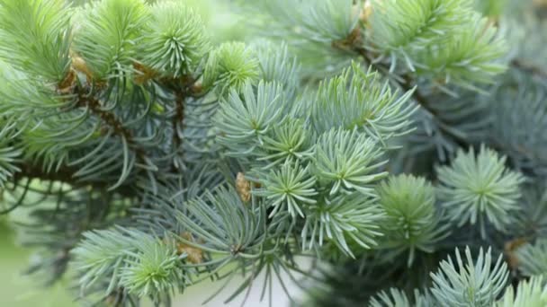 Green needles of fir tree — Stock Video