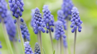 Mor muscari çiçekleri kapanıyor