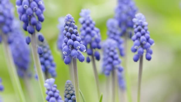 Lila muscari blommor på nära håll — Stockvideo