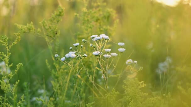 Erigeron annuus podświetlony wschodem słońca — Wideo stockowe