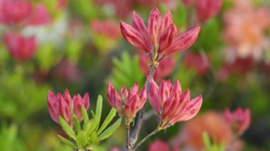 Çiçekli güzel somon pembe rhododendronlar