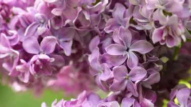 Güzel leylak çiçek açan doğal arka plan.