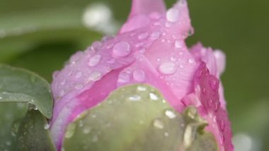 Yağmurdan sonra pembe şakayık çiçek