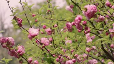Prunus triloba 