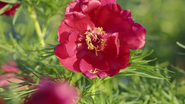 Flor roja flor primavera fondo — Vídeos de Stock
