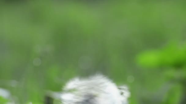 Baharda karahindiba çiçeği — Stok video