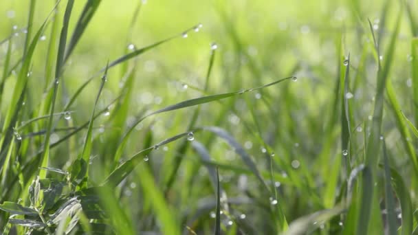 Su damlalı yeşil çimen — Stok video