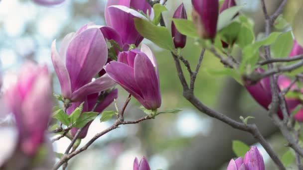Vackra Magnolia blommor våren blomma — Stockvideo