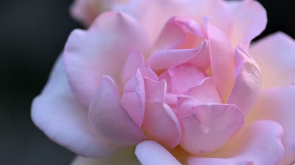 Rosa blanca rosácea en el jardín — Vídeos de Stock