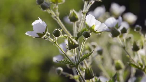 Spring bunga putih latar belakang alam — Stok Video