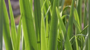 Bahçede yeşil yapraklar