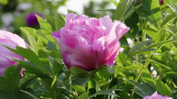 Rosa Pfingstrose Blume natürlichen Hintergrund — Stockvideo