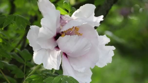 Różowy piwonia kwiat naturalne tło — Wideo stockowe